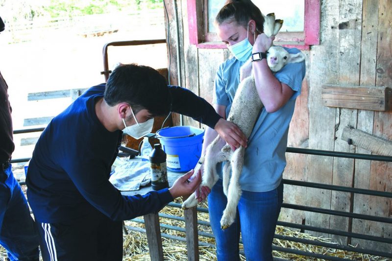 lamb-shot-800x533 Students Volunteer with Local Farmer