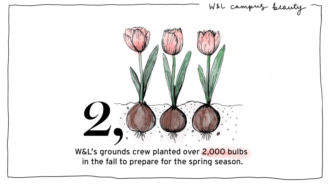 Campus beauty graphic 2