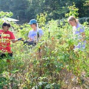 Students work in the Campus Garden during the Sustainability Leading Edge trip.