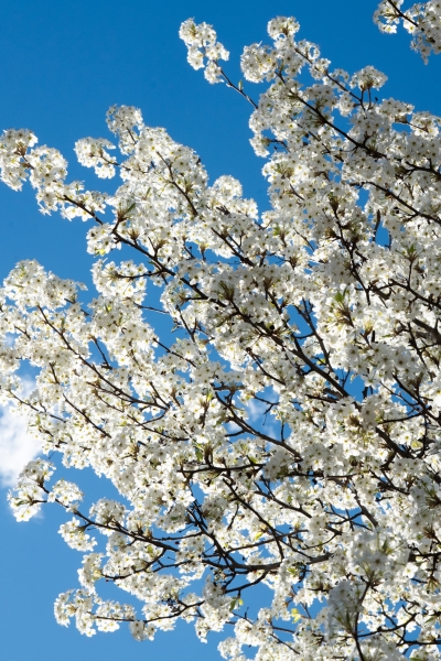 A Bradford pear tree blooms near the Turf Field. Photo by Ryan Doty ’26