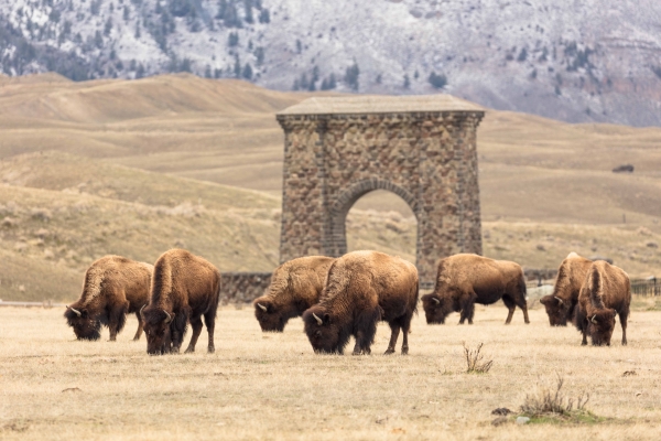 Bison-600x400 Bill Hamilton Co-Authors Paper in Science