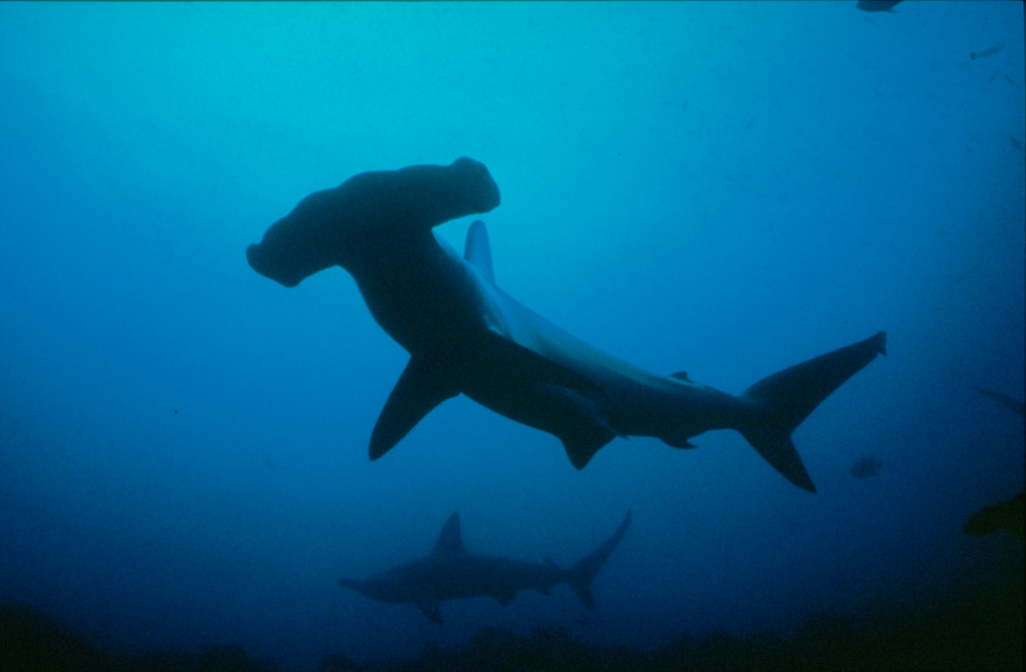 Hammerhead-shark-photo-credit-Scott-Henderson-1140x747 An Extraordinary Evolution