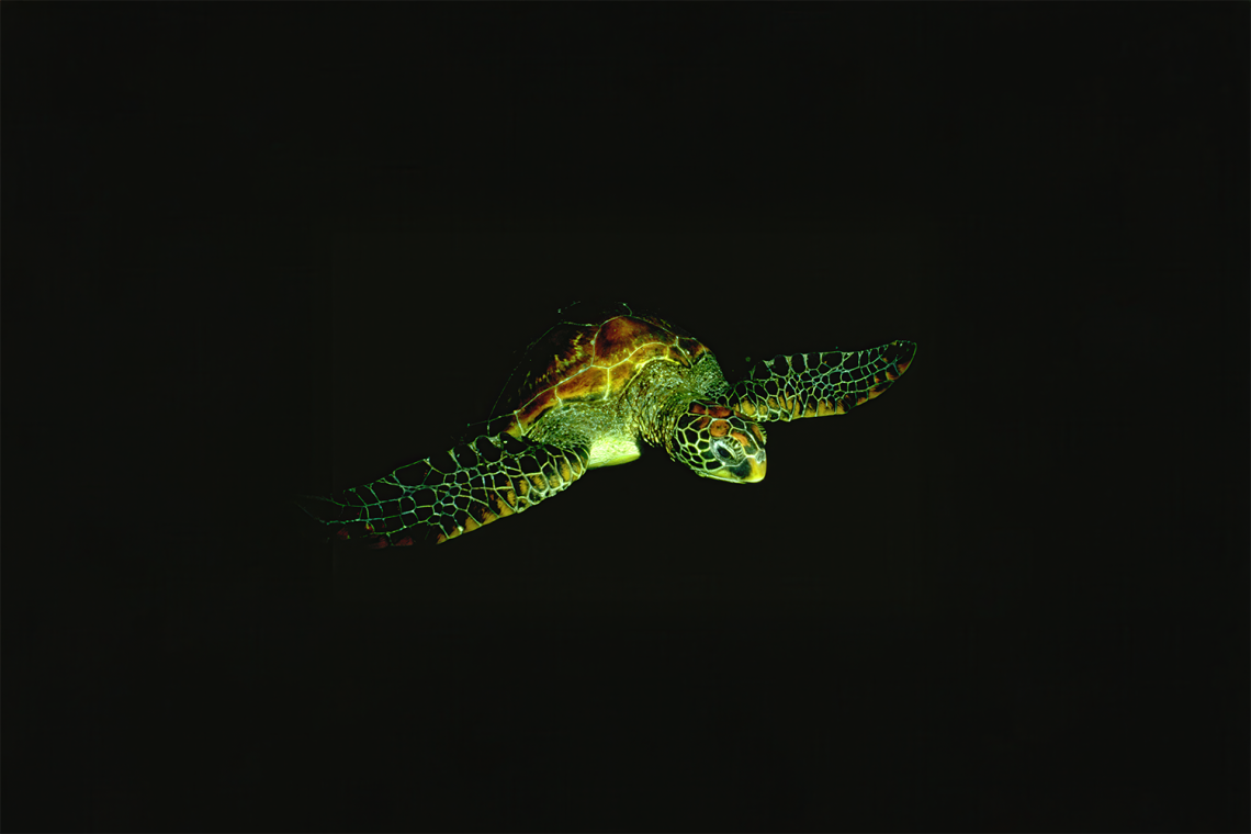 WEB-CC-Green-sea-turtle-photo-credit-William-C-EDITED-upscaled-2-1140x760 An Extraordinary Evolution