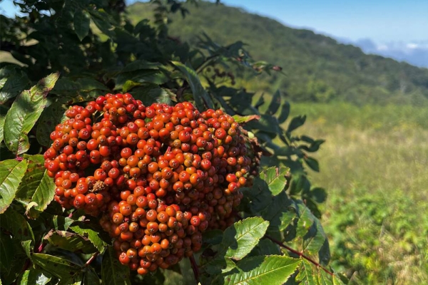 rewilding-1000x1000-1-600x400 Mudd Lecture Series to Explore Conservation Practice of Rewilding