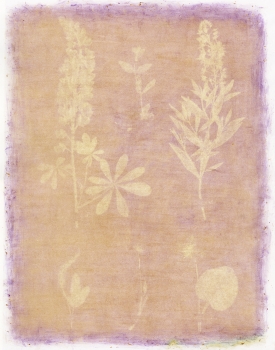 Herbarium-Plate-13-Purple-Foxglove-275x350 W&L’s Staniar Gallery Presents ‘This Earthen Door’ and ‘The Blue of Distance’